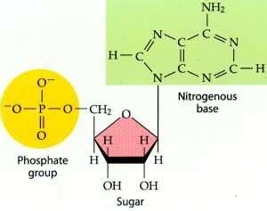 Biology chapter 6.4 Flashcards 